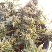 Lemon Cherry Gelato Auto and more