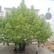 LA Kush Cake