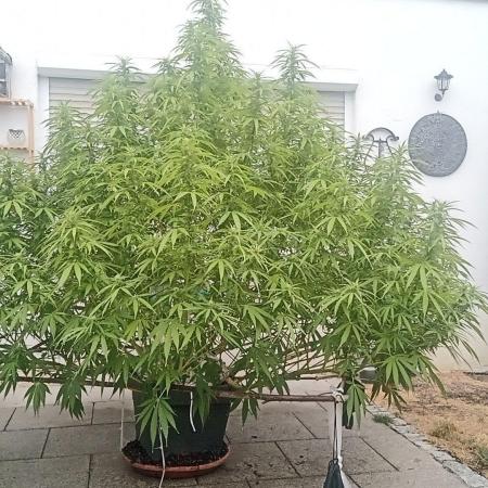 LA Kush Cake