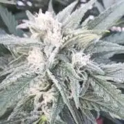 Cheese ( Zamnesia )