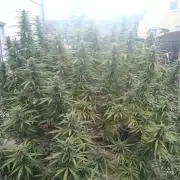 LA Kush Cake
