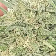 Cheese ( Zamnesia )
