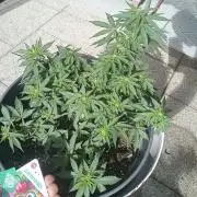 Lemon Cherry Gelato Auto ( Zamnesia )
