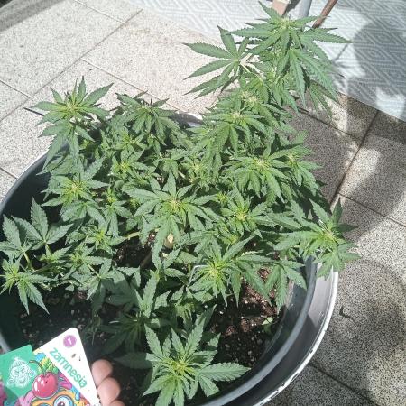 Lemon Cherry Gelato Auto ( Zamnesia )