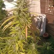 LA Kush Cake