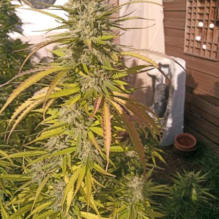LA Kush Cake