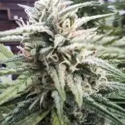 LA Kush Cake