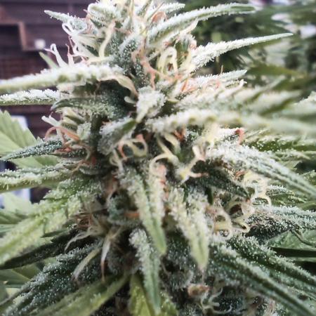 LA Kush Cake