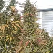 LA Kush Cake
