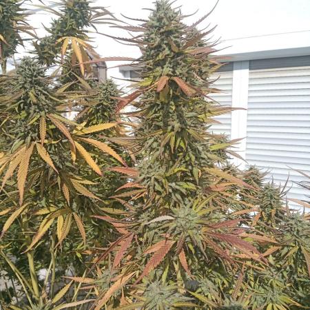 LA Kush Cake