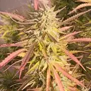 LA Kush Cake