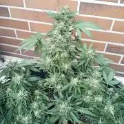 Lemon Cherry Gelato Auto ( Zamnesia )