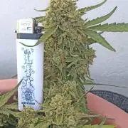 Lemon Cherry Gelato Auto and more