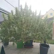 LA Kush Cake