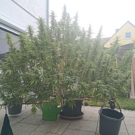 LA Kush Cake