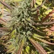 LA Kush Cake