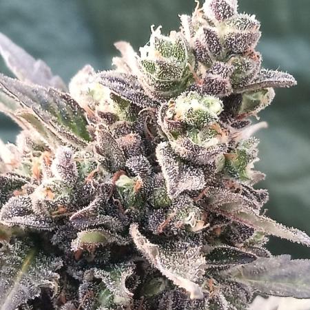 Lemon Cherry Gelato Auto and more