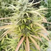 LA Kush Cake