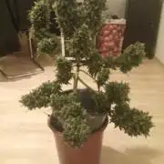Blue Dream Auto ( Garden of Green )