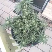 Lemon Cherry Gelato Auto ( Zamnesia )