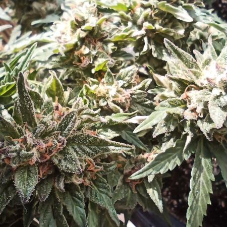 Lemon Cherry Gelato Auto and more
