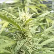 LA Kush Cake