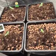 Frostbanger + wedding cake auto