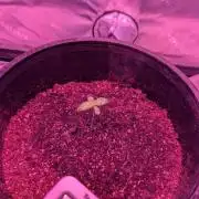 First Grow