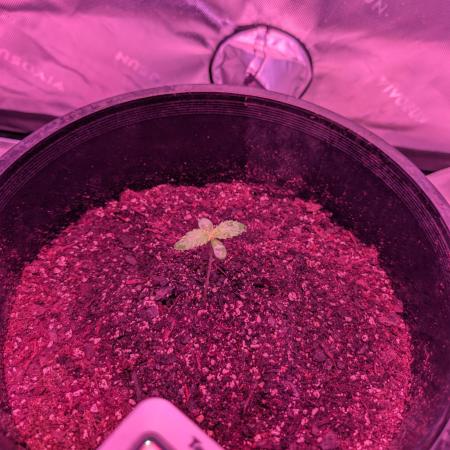 First Grow