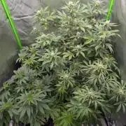 First Grow
