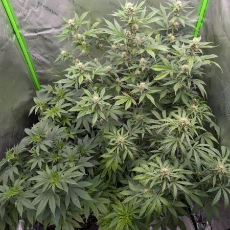 First Grow