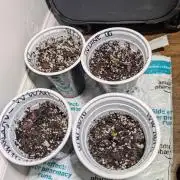 First Grow