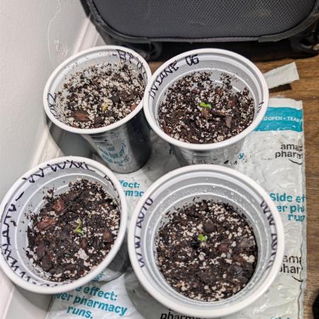 First Grow