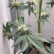 Purpz by Humboldt company