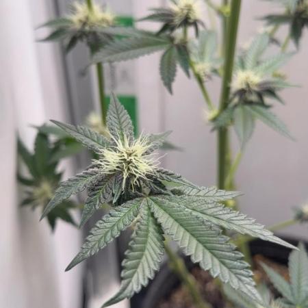 Purpz by Humboldt company