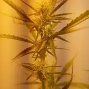Gelato auto