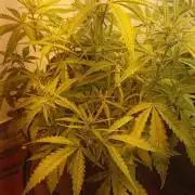 Gelato auto