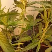 Gelato auto