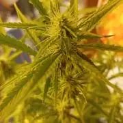 Gelato auto