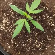Gelato auto