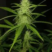Gelato auto
