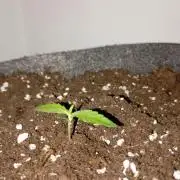 Gelato auto