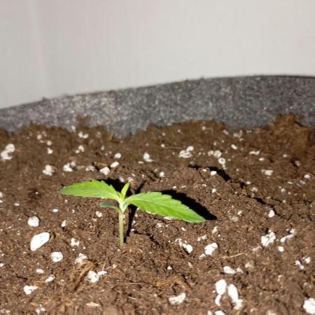 Gelato auto