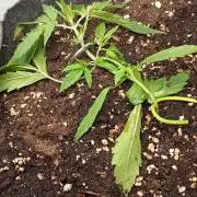 Gelato auto