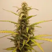 Gelato auto