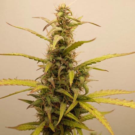 Gelato auto