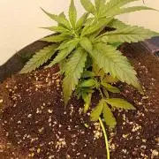 Gelato auto