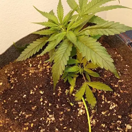 Gelato auto