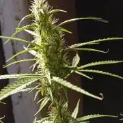 Gelato auto