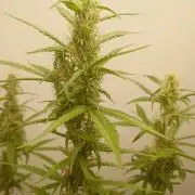 Gelato auto